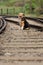 Lonley stray dog sittingon the railroad tracks.