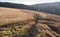 Lonley tree on autumn field. Aerial view