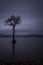 Lonley tree loch lomond scotland