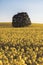 Lonley tree over the canola field