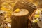 Lonley yellow leaf lying on the old stump in the wild forest