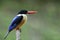 Lonly blue bird with black head and red bills happy sitting on w