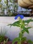 Lonly Blue flower on the balcony, Haifa, Israel