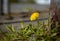 Lonly dandelion growing on the street with some gras around