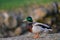 A lonly mallard standing near water in Filipstad