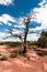 Lonly tree in Canyonlands National Park