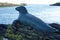 Looe England. Hector. Bronze statue of a seal that lived in harbour