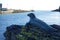 Looe England. Hector. Bronze statue of a seal that lived in harbour