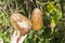 Loofah sponge gourds with dry loofah, organic grow in Thailand