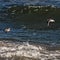 Look from above, what lies beneath the waters - Assateague, MD, USA