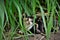 Look of a carey kitten in the middle of the leaves of Cymbopogon citratus