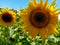 Look closer on sunflower
