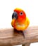 A look of a colored lovebird parrot