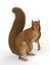 Look, the cute Squirrel. 3D Illustration