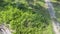 Look down on fiddlehead fern meadow from above.