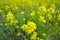 Look down view of field mustard