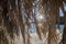 Look through the dry leaves of a palm tree