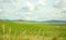 Look at the endless steppe through thickets of dry grass