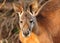 Look Into The Face Of A Red Kangaroo In Barossa Valley SA Australia