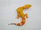 Look handsome sunglow gecko