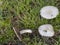 These look like edible wild Field Mushrooms Agaricus campestris but could be poisonous and it is difficult to tell.