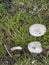 These look like edible wild Field Mushrooms Agaricus campestris but could be poisonous and it is difficult to tell