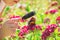 Look in a magnifying glass butterfly sits on flowers.