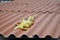 Look of the orange Felis Catus cat lying quietly on the roof