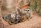 Look out: watchful meerkats