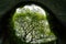 Look over the trees at center of fort canning park, singapore