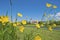 Look at the parish church of Saint Laurentius with buttercups