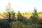 A look through the pine trees at the sun-drenched tundra in early autumn