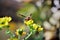 Look of Polistes canadensis on the flower of Ruta graveolens