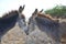 A Look at Romantic Donkeys Cuddling in Aruba