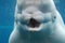 A Look at the Teeth of a Beluga Whale Underwater