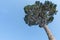 Look up angle of high Italian Stone Pine Trees with blue sky in