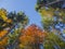 Look up at colorful autumn color tall trees crowns and blue sky