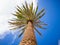 Look up at the palm tree