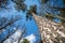 Look up in spring forest â€“ pine tree