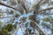 Look up of tall pine trees