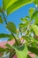 Look up view of Cananga odorata Ylang-ylang flower bud or tropical perfume tree