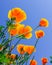 Look up view of golden California poppies in showy cup-shaped under clear blue sky