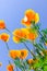 Look up view of golden California poppies in showy cup-shaped under clear blue sky