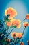 Look up view of golden California poppies in showy cup-shaped under clear blue sky