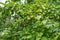 Look up view load of pear fruit on tree branch at homestead farm orchard near Dallas, Texas, USA