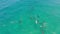 Look whos come to say hello. 4k video drone footage of a school of dolphins swinging in the ocean on a sunny day.