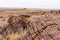 Looking Across Broken Petrified Logs With Agate House On The Horizon