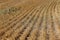 Looking across harvested rows of barley stalks in a field