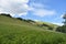 Looking across hillside with sheep and trees