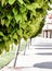 Looking along the bottom of a row of leafy trees on a sidewalk